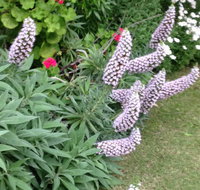 Padthaway Caravan Park - Accommodation Coffs Harbour