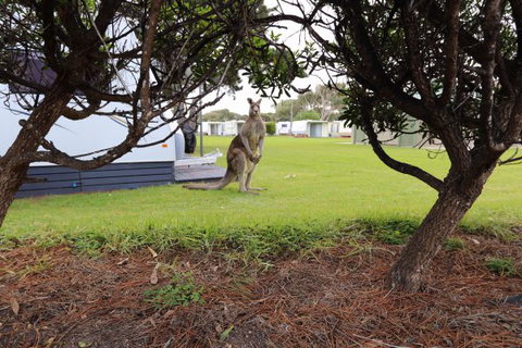 Anglesea Family Caravan Park - Accommodation Coffs Harbour 3