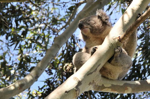 Harmony At Tower Hill - Accommodation Coffs Harbour 7