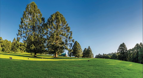 Bunya Mountains National Park Camping - Accommodation Coffs Harbour 0