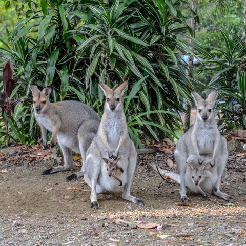 Maleny Country Cottages - Accommodation Coffs Harbour 9