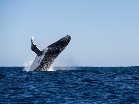 Sal Salis Ningaloo Reef - Accommodation Coffs Harbour 2