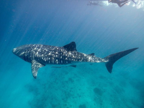 Sal Salis Ningaloo Reef - Accommodation Coffs Harbour 6