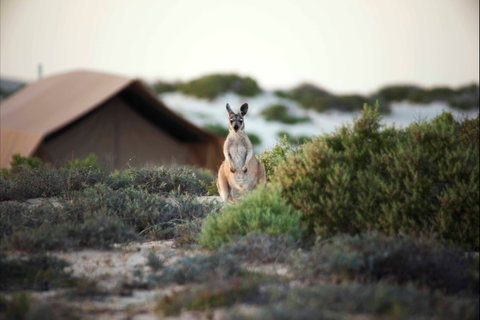 Sal Salis Ningaloo Reef - Accommodation Coffs Harbour 10