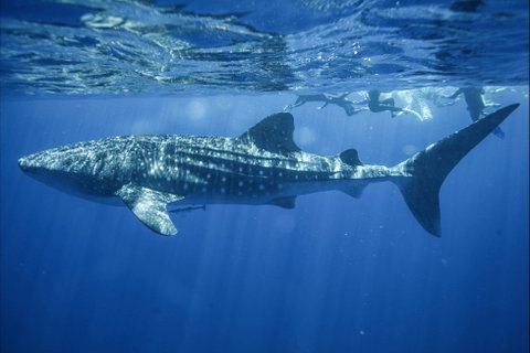 Sal Salis Ningaloo Reef - Accommodation Coffs Harbour 11