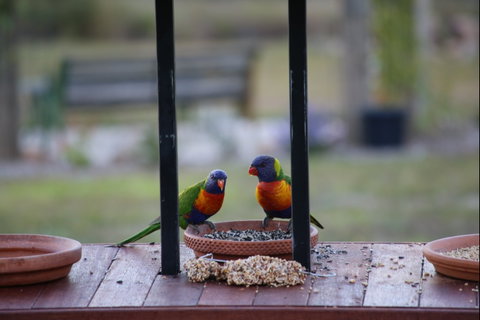 BellbirdHill Bed And Breakfast - Accommodation Coffs Harbour 9