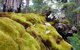 Fernhook Falls Camp At Mount Frankland South National Park - thumb 0