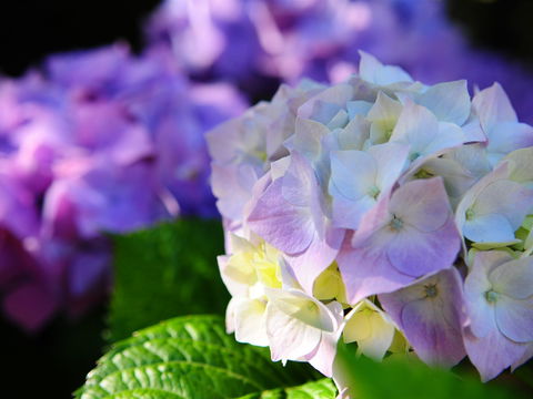 Crays Accommodation - The Esplanade - Accommodation Coffs Harbour 1