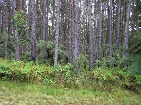 Daisy Plains Huts - Accommodation Coffs Harbour 1