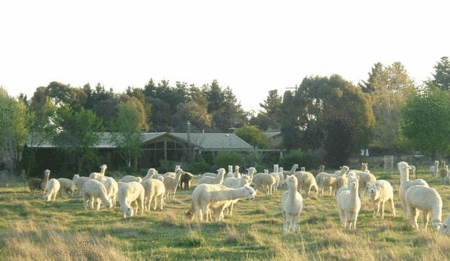 Glenhope Alpacas Self Contained Bb/farmstay - Accommodation Coffs Harbour