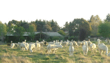 Glenhope Alpacas Self Contained B&b/farmstay - Accommodation Coffs Harbour 0