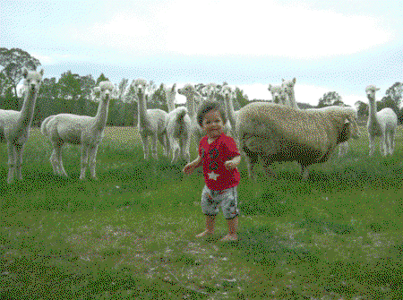Glenhope Alpacas Self Contained B&b/farmstay - Accommodation Coffs Harbour 5