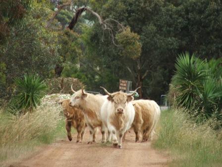 Maleeyas Thai Cafe And Studio Hillside Bamboo Nursery - Accommodation Coffs Harbour 4