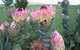 Stargazers - thumb 3