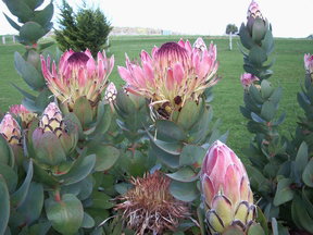Stargazers - Accommodation Coffs Harbour 3