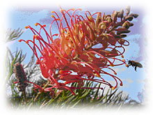 Mimosa Hill Wildflower Farm Cottages - Accommodation Coffs Harbour 1