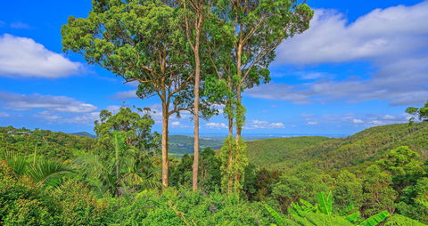Cloud 9 Cliff Top Eagle Heights - Accommodation Coffs Harbour 1