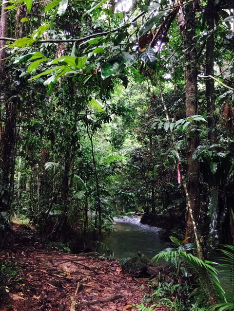 Daintree Wilderness Lodge - Accommodation Coffs Harbour 2