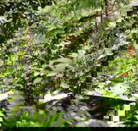 Daintree Ecolodge - Accommodation Coffs Harbour