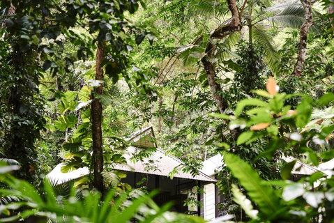 Daintree Ecolodge - Accommodation Coffs Harbour 0