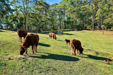 Gowan Ross Cottage - Accommodation Coffs Harbour 1