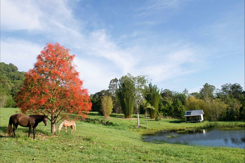Nimbin Waterfall Retreat - Accommodation Coffs Harbour 1