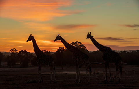 Zoofari Lodge, Taronga Western Plains Zoo Dubbo - Accommodation Coffs Harbour 1