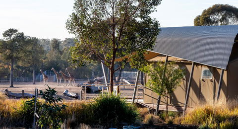 Zoofari Lodge, Taronga Western Plains Zoo Dubbo - Accommodation Coffs Harbour 2