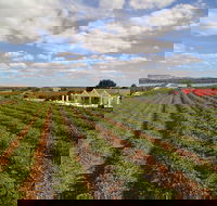 1837 Barossa Luxury Vineyard Cottages - Accommodation Coffs Harbour