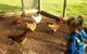 Emerald Park Holiday Farm - thumb 2