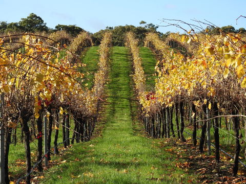 Miners Ridge Vineyard Railway Carriage B&B - Accommodation Coffs Harbour 1