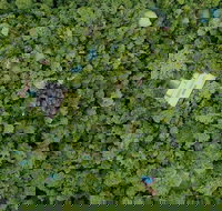 Sanctuary Retreat - Accommodation Coffs Harbour