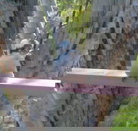 Kookaburra Dreaming - Accommodation Coffs Harbour