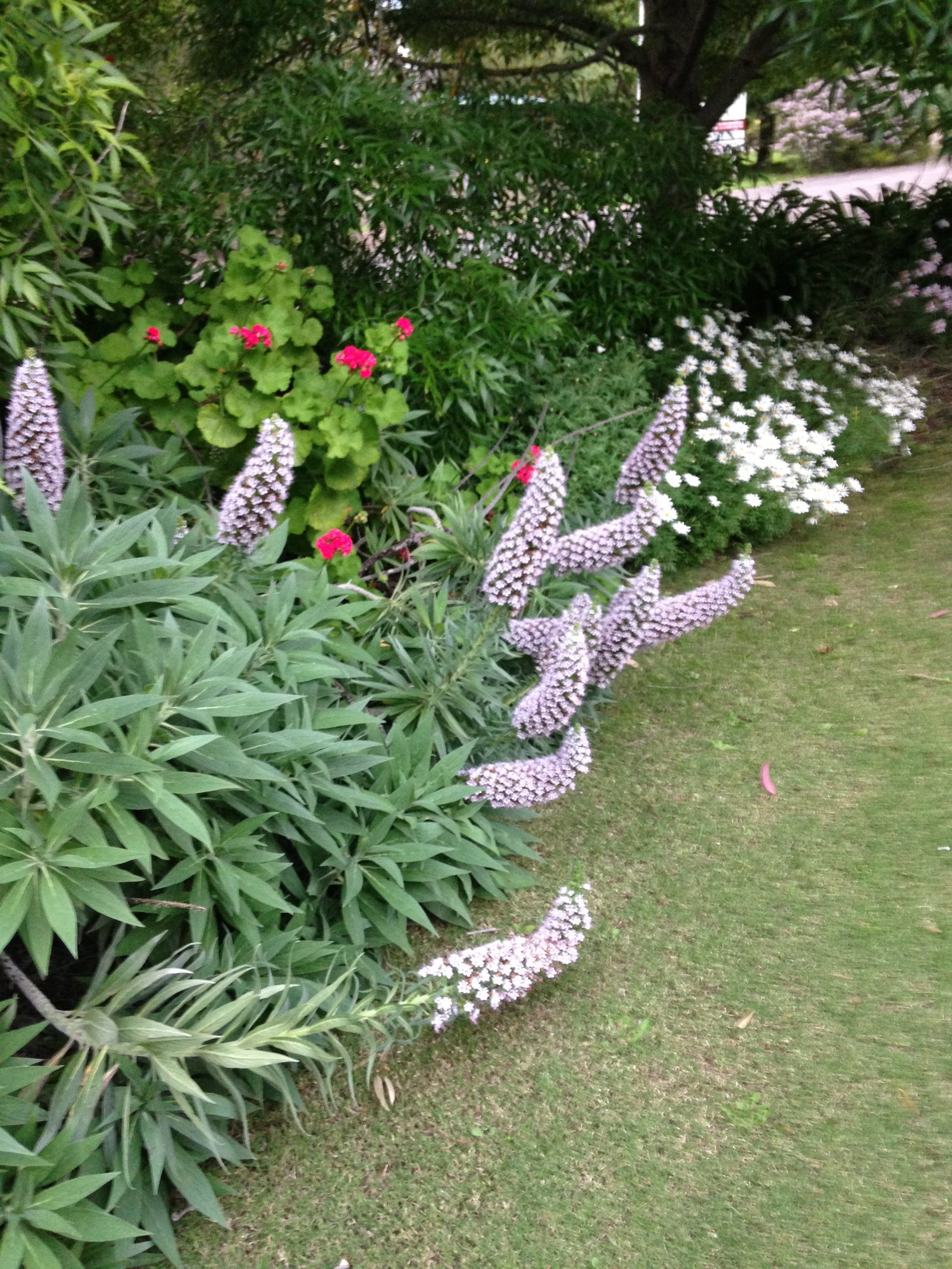 Wild Dog Valley SA Accommodation Coffs Harbour