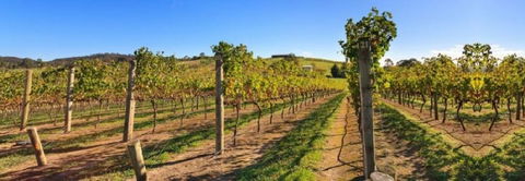 De Vine Escape - Accommodation Coffs Harbour 4