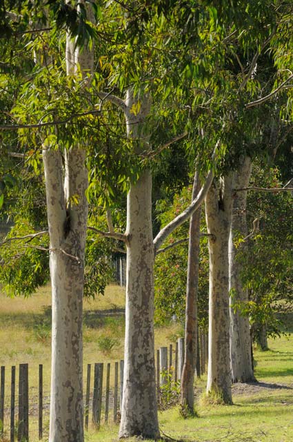 Sarsfield VIC Accommodation Coffs Harbour