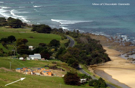 Chocolate Gannets - Accommodation Coffs Harbour 1
