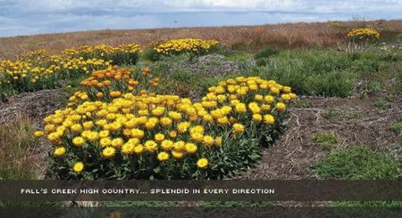 Alpine View Apartments - Accommodation Coffs Harbour 0