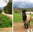 Emerald Park Holiday Farm - Accommodation Coffs Harbour