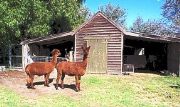 Glenfield Cottage - Accommodation Coffs Harbour 1