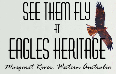 Eagles Heritage Raptor Wildlife Centre - Accommodation Coffs Harbour