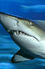 The Aquarium Of Western Australia - Accommodation Coffs Harbour 2