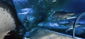The Aquarium Of Western Australia - Accommodation Coffs Harbour 3
