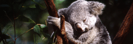 Koala and River Cruise by Mirimar Cruises - Accommodation Coffs Harbour
