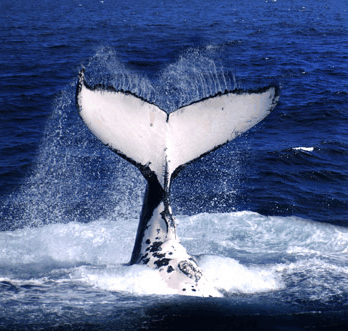 Brisbane Whale Watching - Accommodation Coffs Harbour