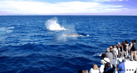 Brisbane Whale Watching - Accommodation Coffs Harbour 1