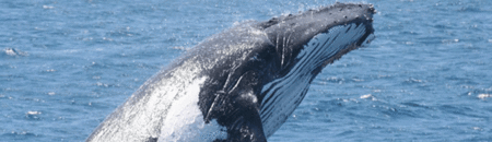 Brisbane Whale Watching - Accommodation Coffs Harbour 2