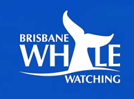 Brisbane Whale Watching - Accommodation Coffs Harbour 3