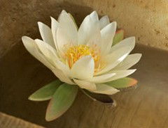 Orchid Day Spa - Accommodation Coffs Harbour 2