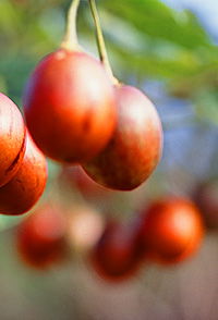 Tropical Fruit World - Accommodation Coffs Harbour 0